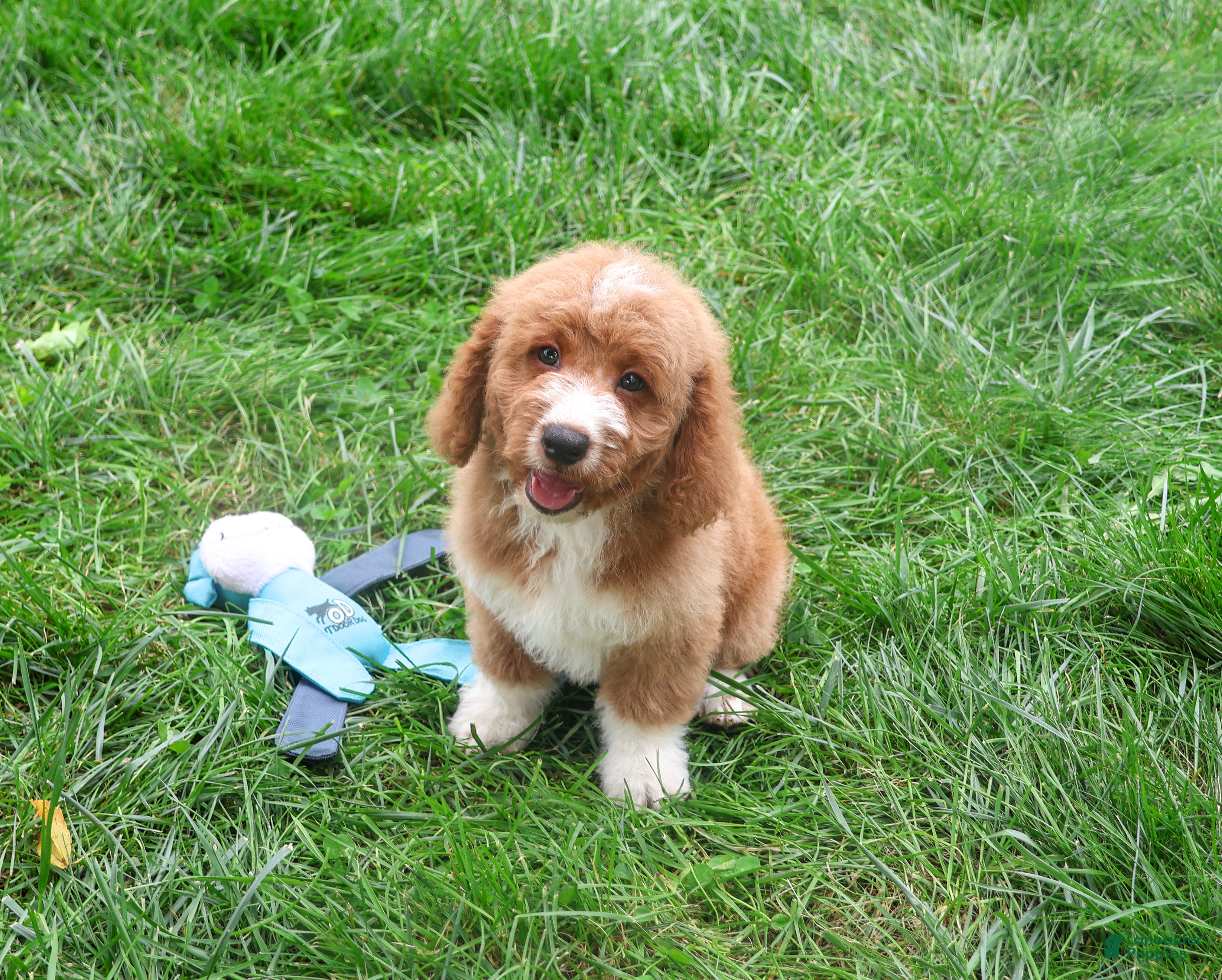 Mini Goldendoodle dogs for sale: Lenny - Ad 2