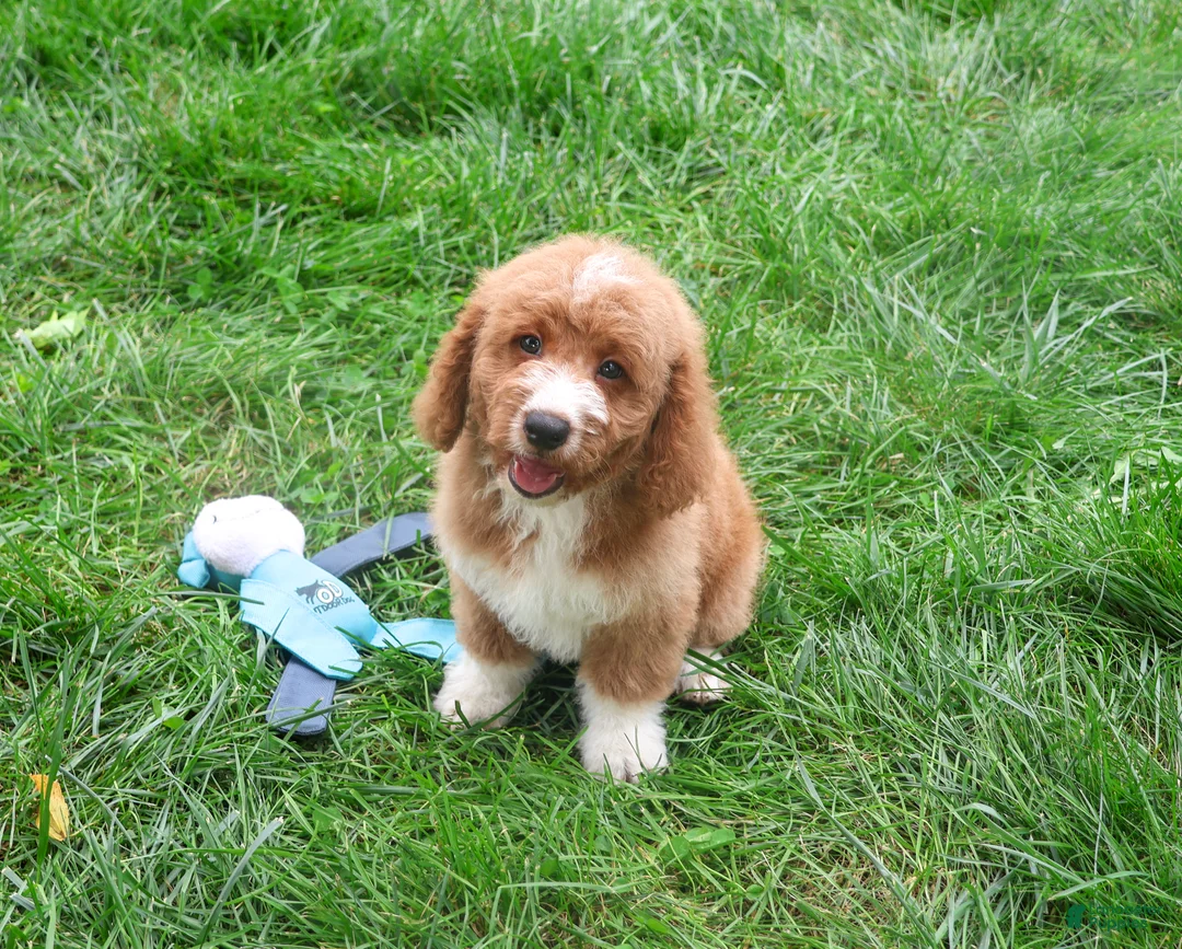 Mini Goldendoodle dogs for sale: Lenny - Ad 2