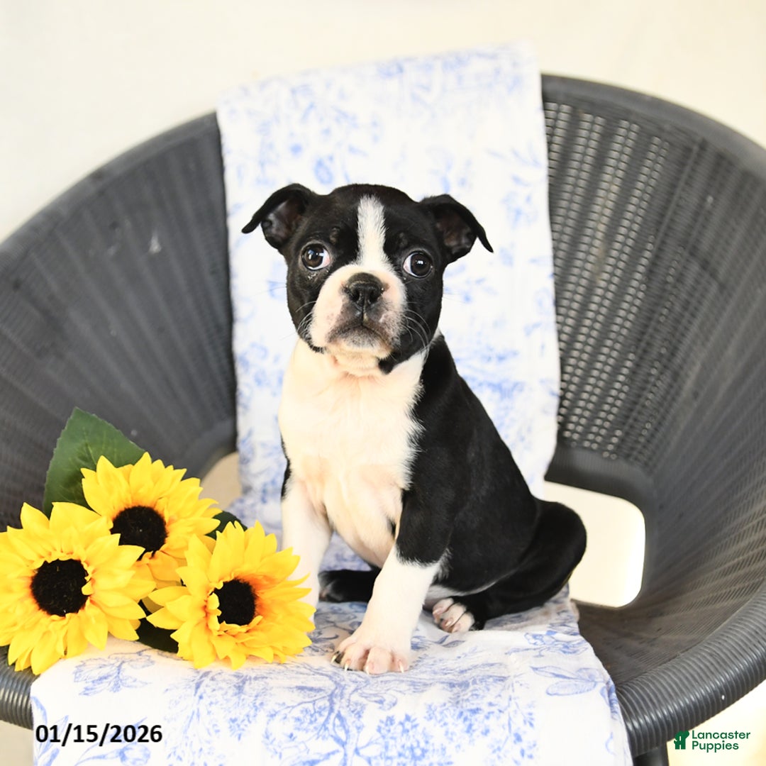 Boston Terrier dogs for sale: Christa - Ad 1