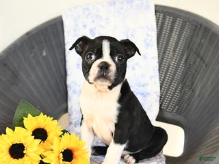 Boston Terrier dogs for sale: Christa - Ad 2