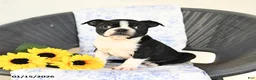 Boston Terrier dogs for sale: Christa - Ad 6