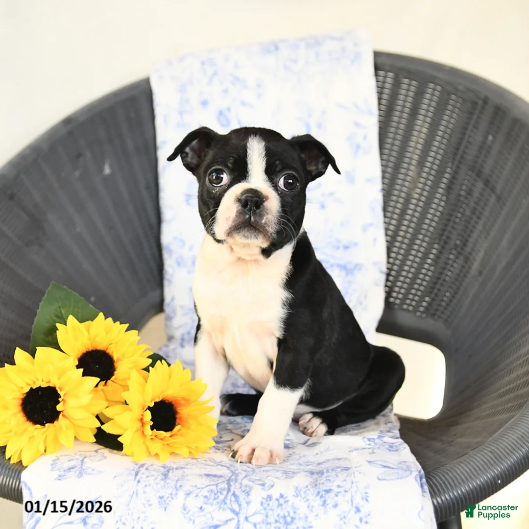 Boston Terrier dogs for sale: Christa - Ad 6
