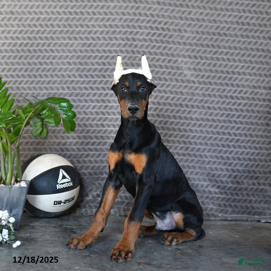 Doberman Pinscher dogs Zues - Ad 33