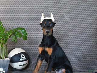 Doberman Pinscher dogs Zues - Ad 9