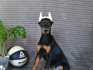 Doberman Pinscher dogs Zues - Ad 11