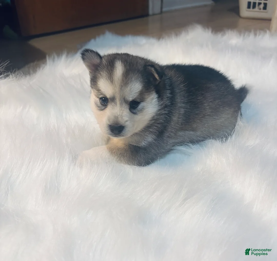 Pomsky dogs for sale: Cinderella  - Ad 1