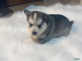 Pomsky dogs Cinderella - Ad 36