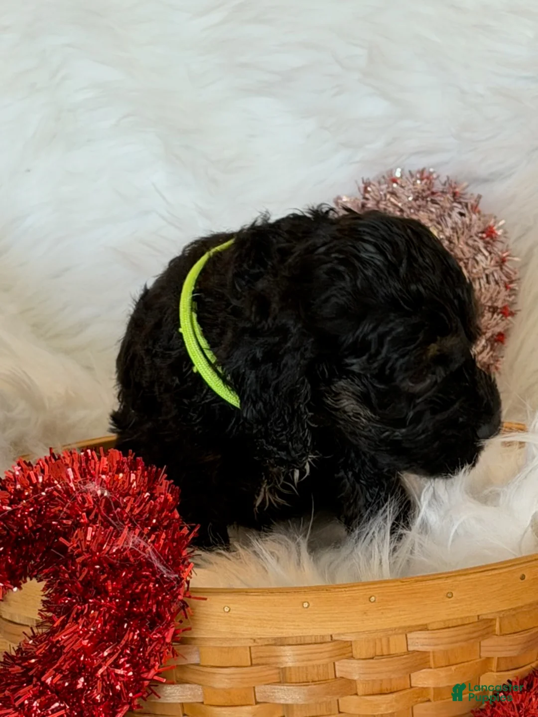 Cockapoo dogs for sale: Cockapoo Yellow - Ad 1