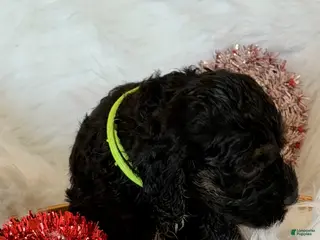 Cockapoo dogs Cockapoo Yellow - Ad 6