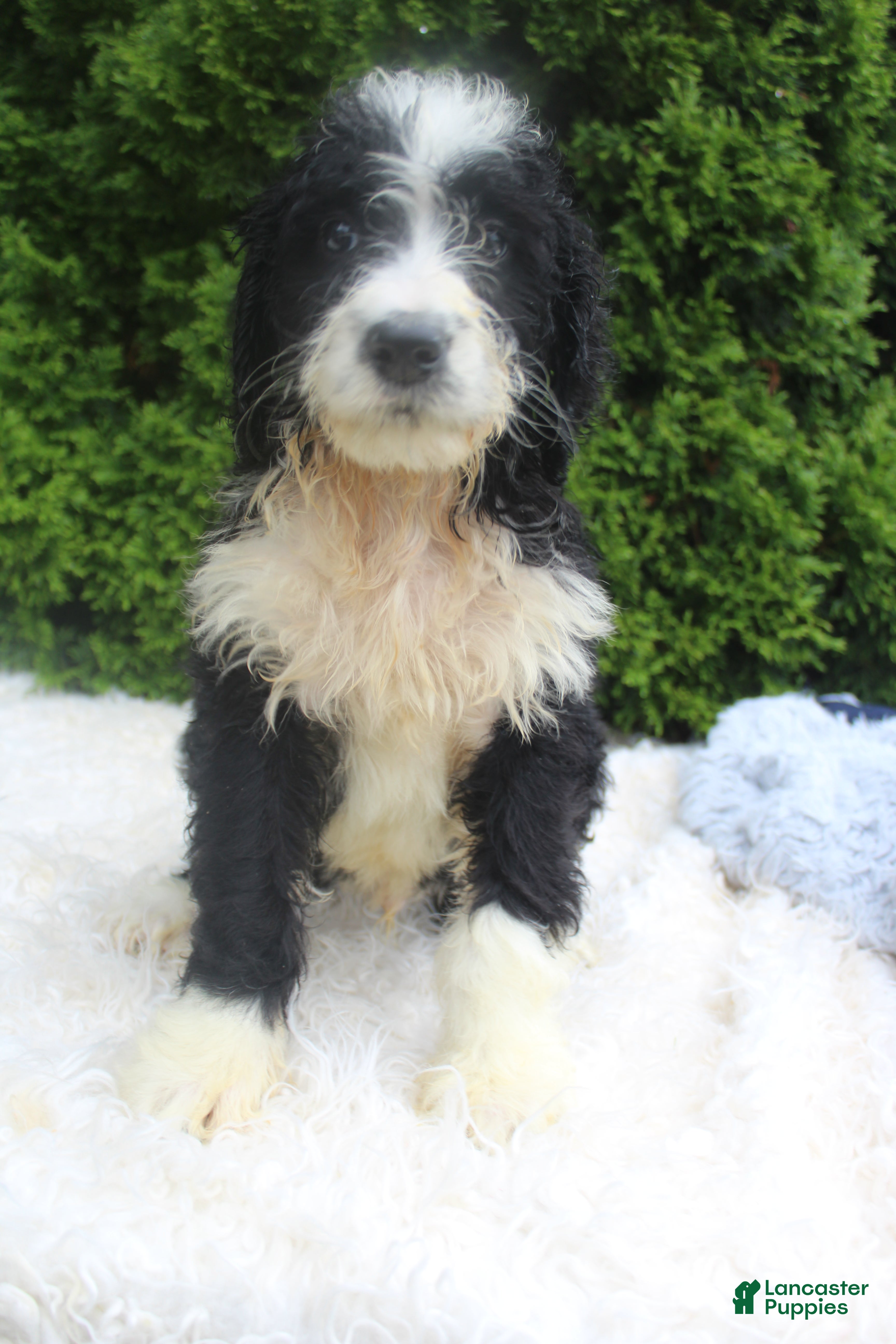 Bernedoodle dogs Jimmy - Ad 2