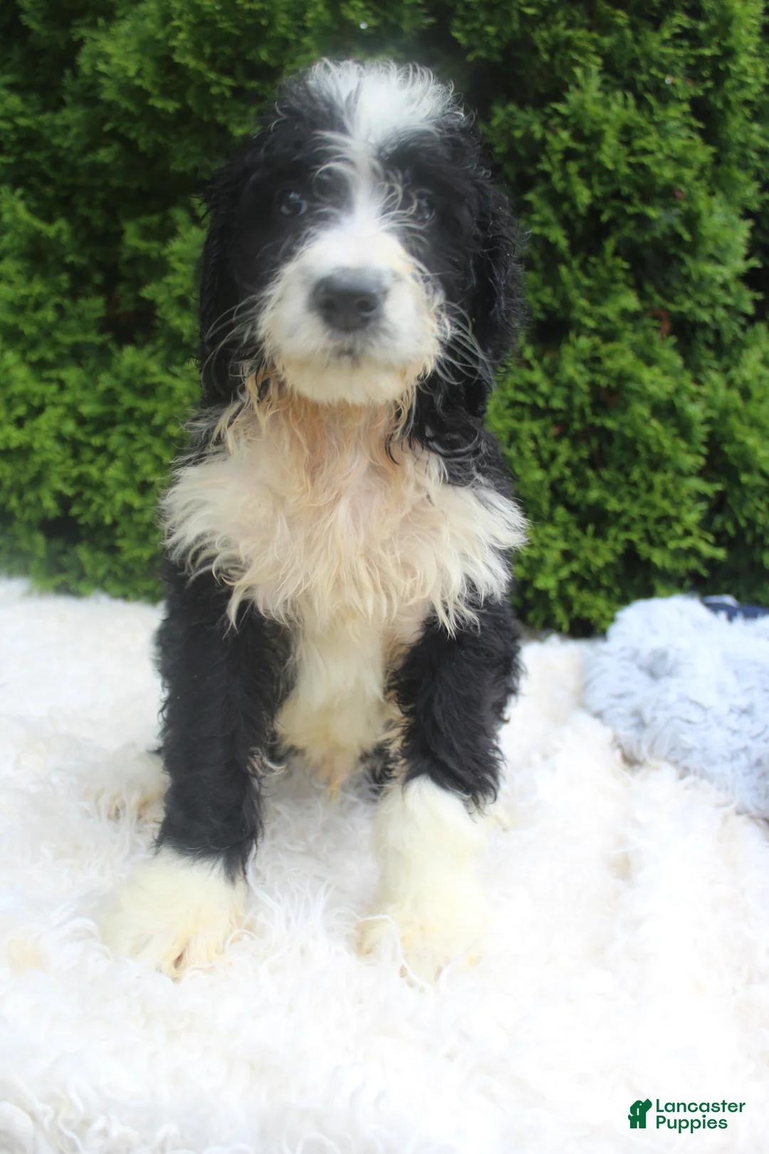Bernedoodle dogs for sale: Jimmy - Ad 2