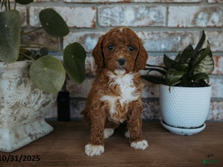 Cockapoo dogs - Ad 41