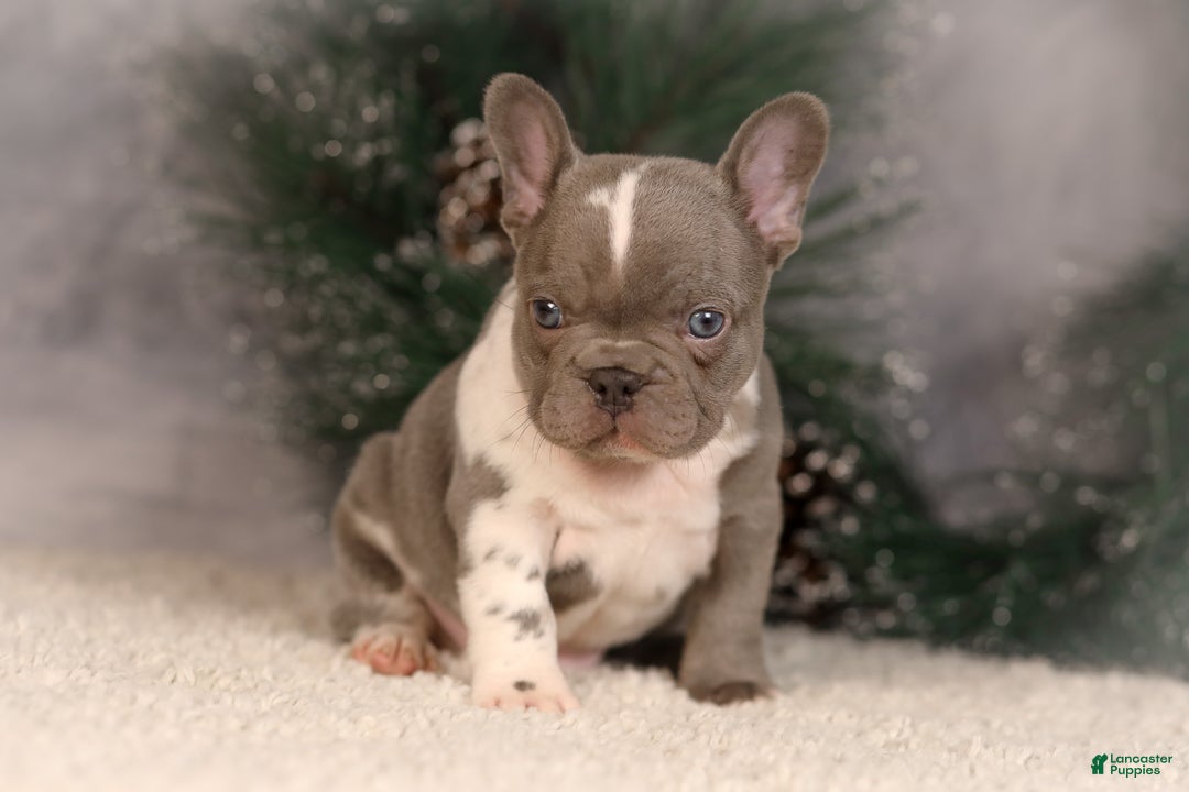 French Bulldog dogs for sale: Baxter - Ad 9