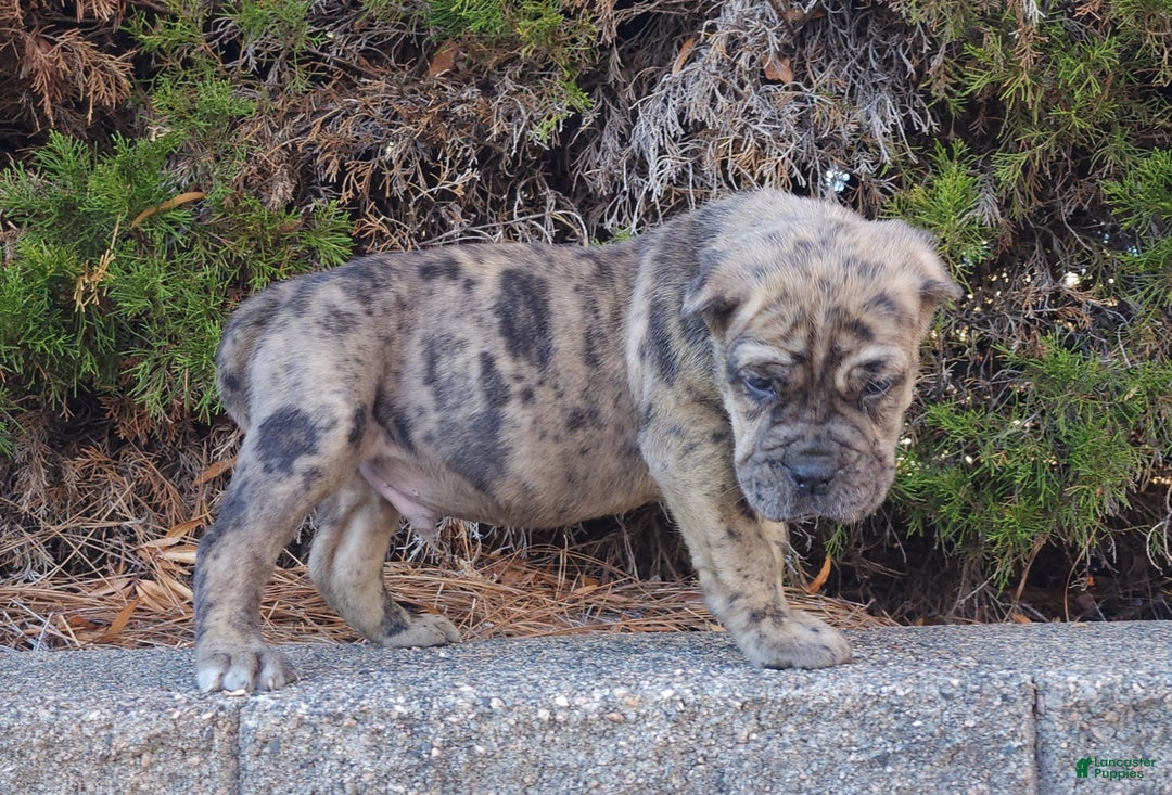 Cane Corso dogs for sale: Puzzle - Ad 5