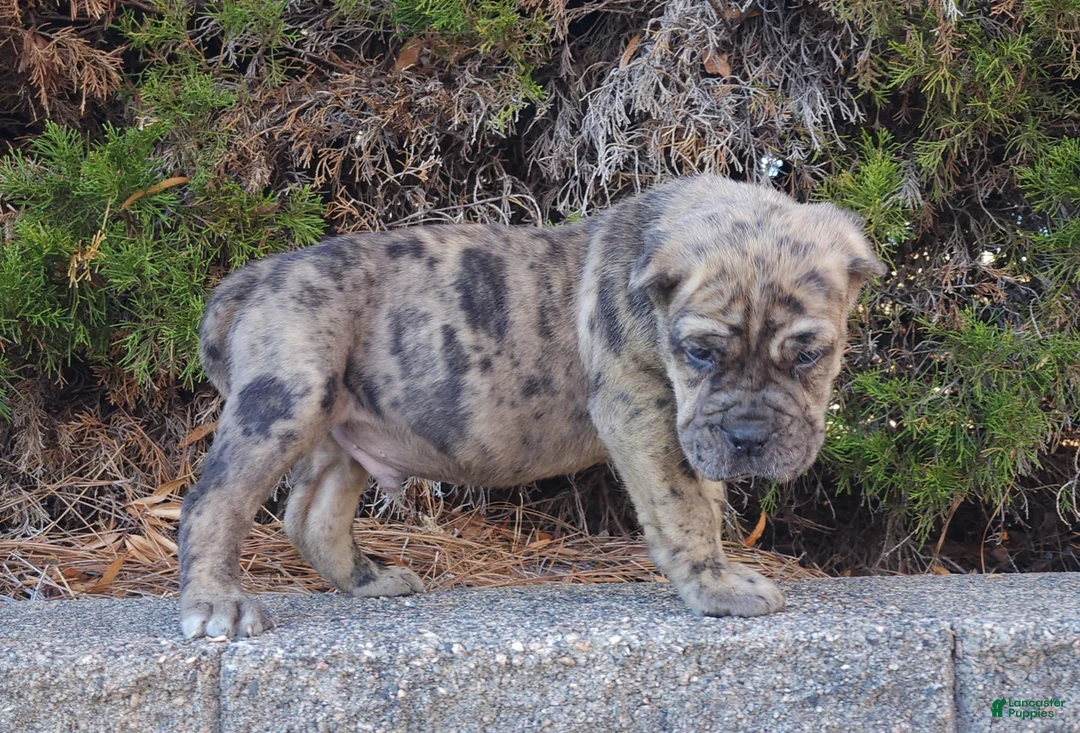 Cane Corso dogs for sale: Camouflage  - Ad 5