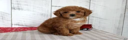 Toy Poodle dogs for sale: Bridget - Ad 2