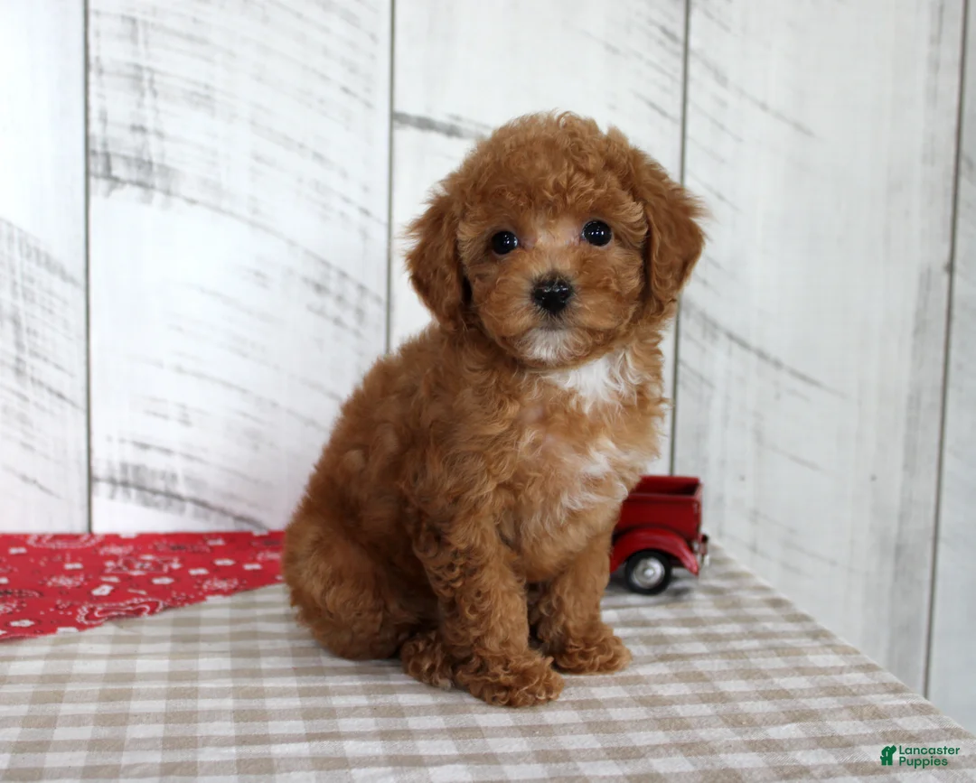 Toy Poodle dogs for sale: Bridget - Ad 2