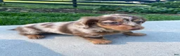 Miniature Dachshund dogs for sale: Ellie - Ad 9