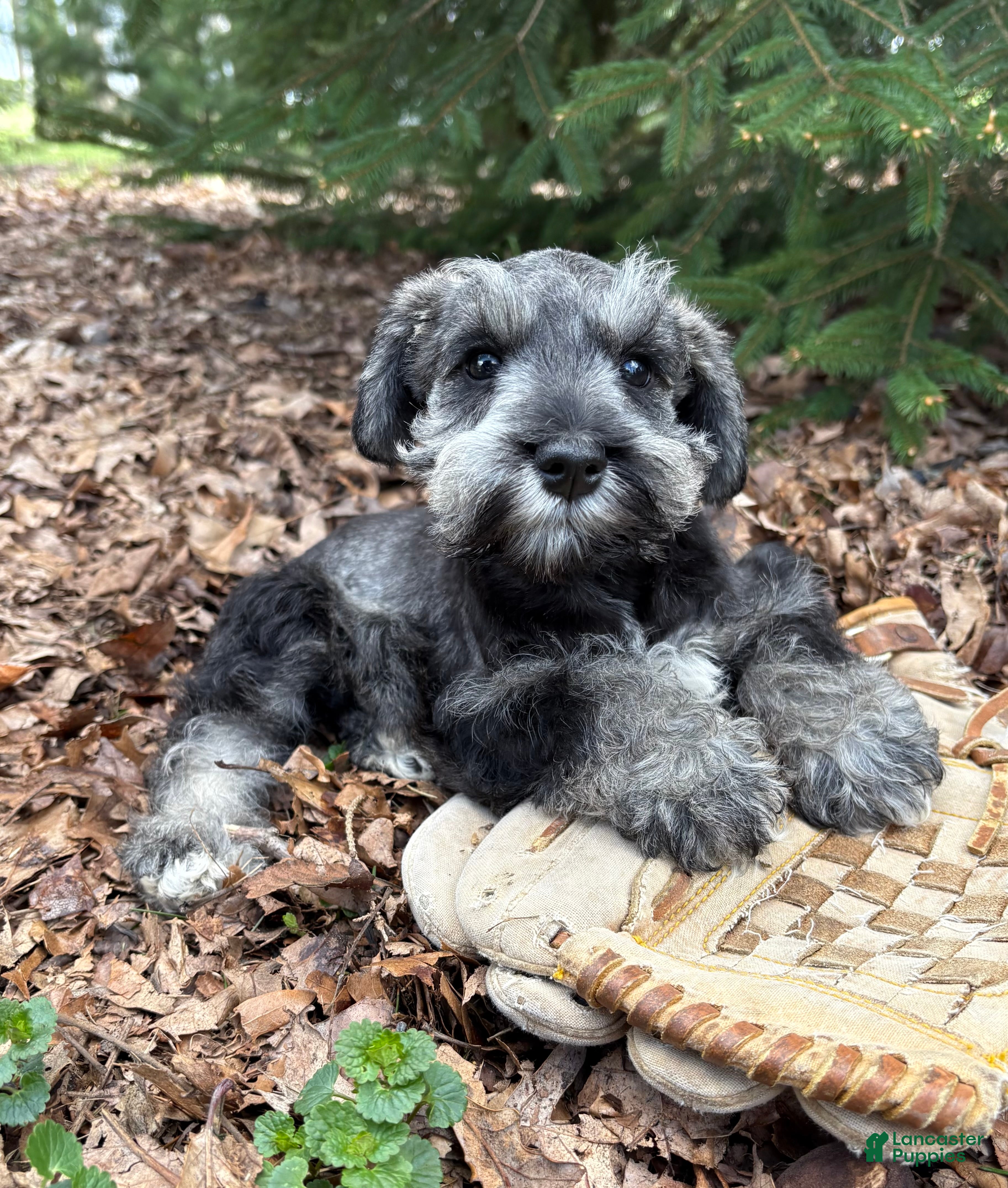 Miniature Schnauzer dogs Casey - Ad 2