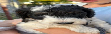 Kimmie – Tri-Colored Black & White Mini Bernedoodle | Reserved & Loves to Snuggle | 25–30 lbs