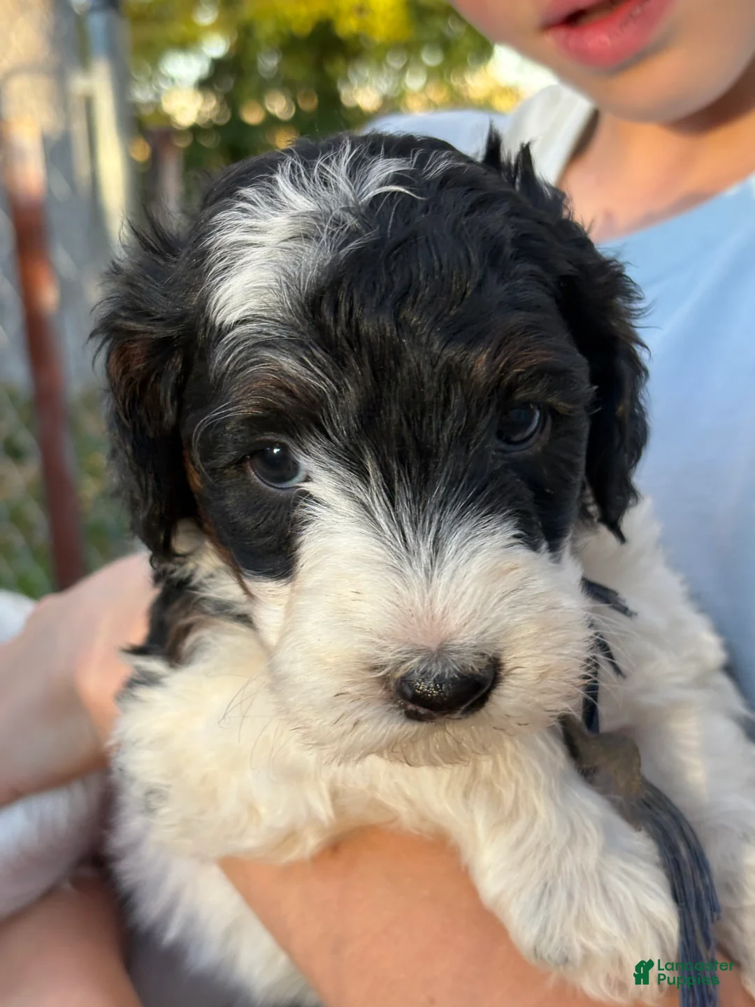 Mixed Breed dogs for sale: Kimmie – Tri-Colored Black & White Mini Bernedoodle | Reserved & Loves to Snuggle | 25–30 lbs - Ad 1