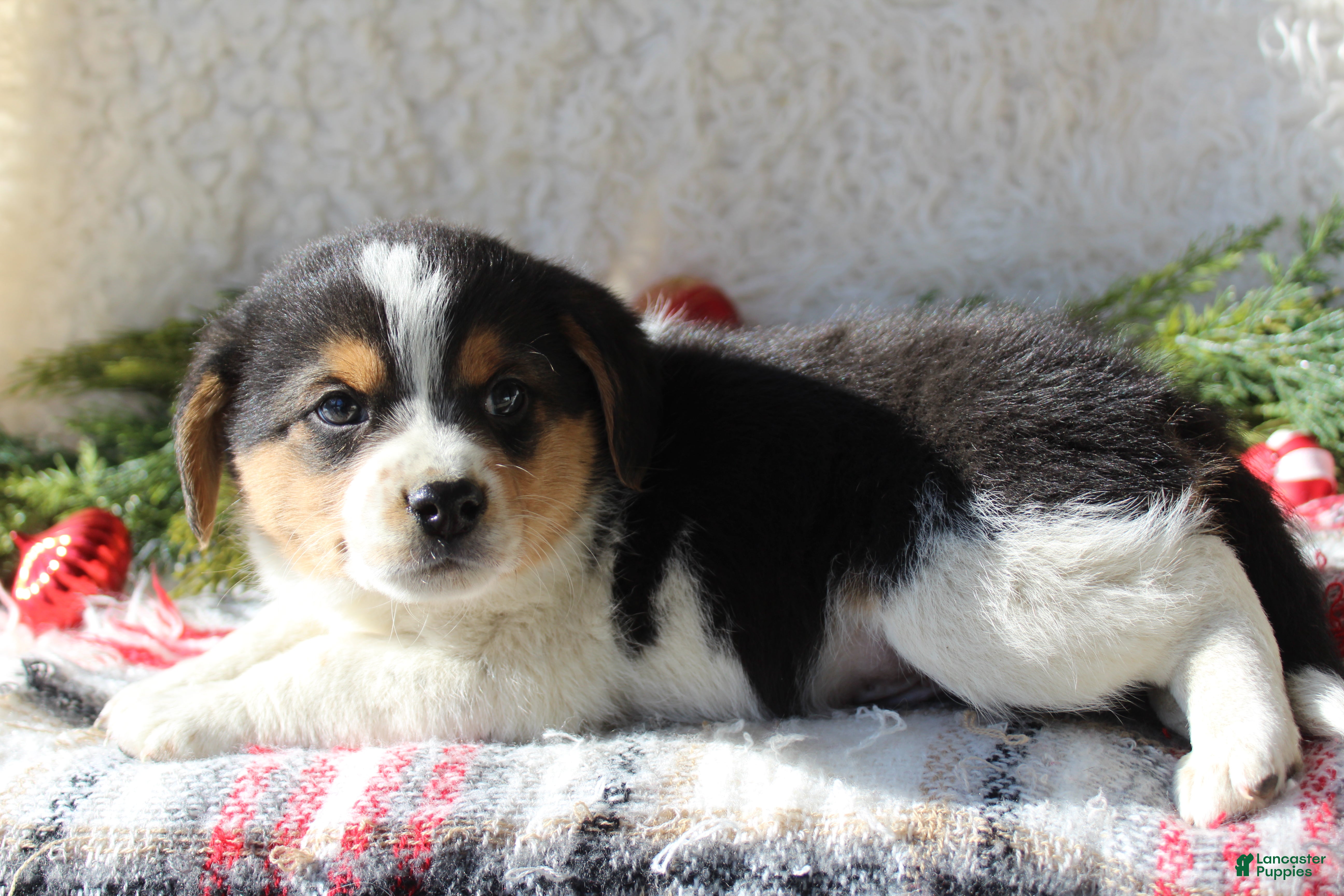 Mixed Breed dogs Fluffy  - Ad 32