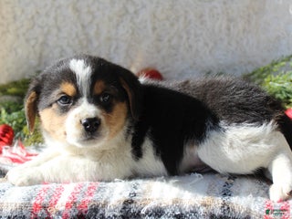 Mixed Breed dogs Fluffy - Ad 13