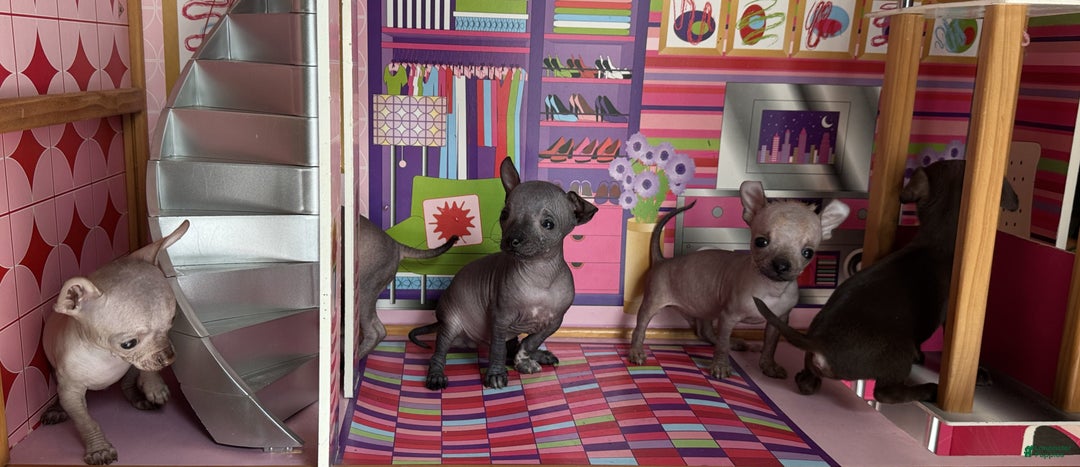 Mixed Breed dogs for sale: Cleopatra  - Ad 90