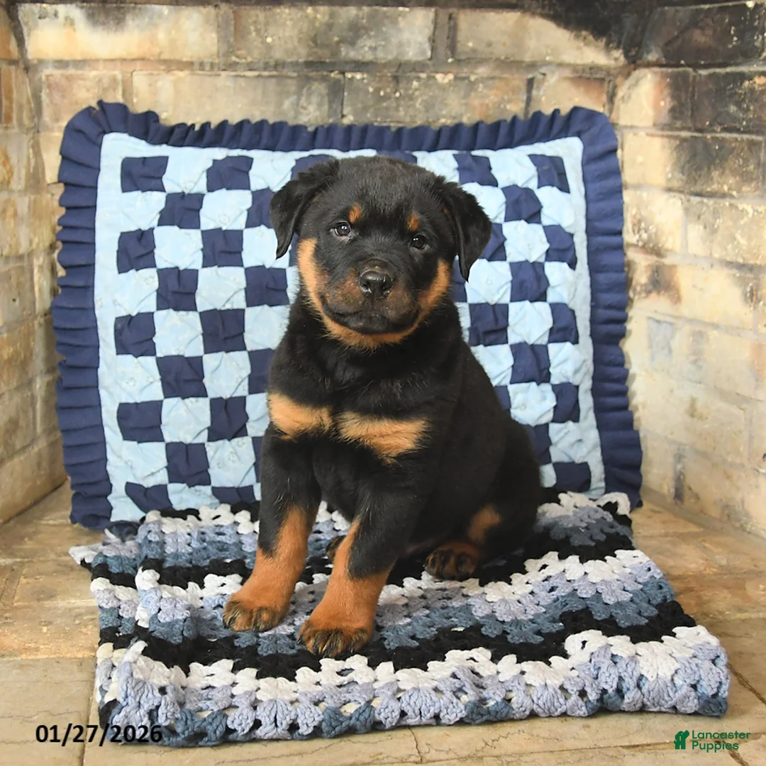 Rottweiler dogs for sale: Rocky - Ad 3