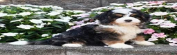 Mini Bernedoodle dogs for sale: Bear  - Ad 1