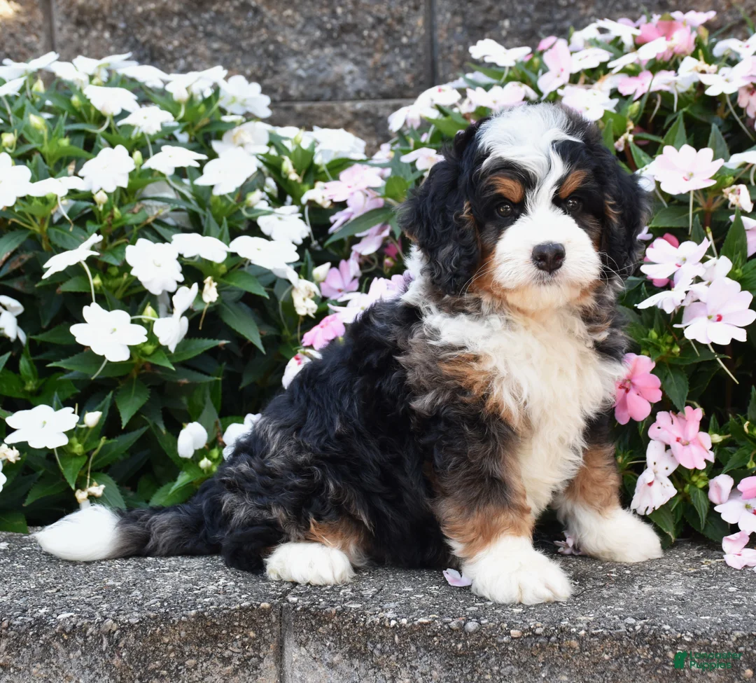 Mini Bernedoodle dogs for sale: Bear  - Ad 1