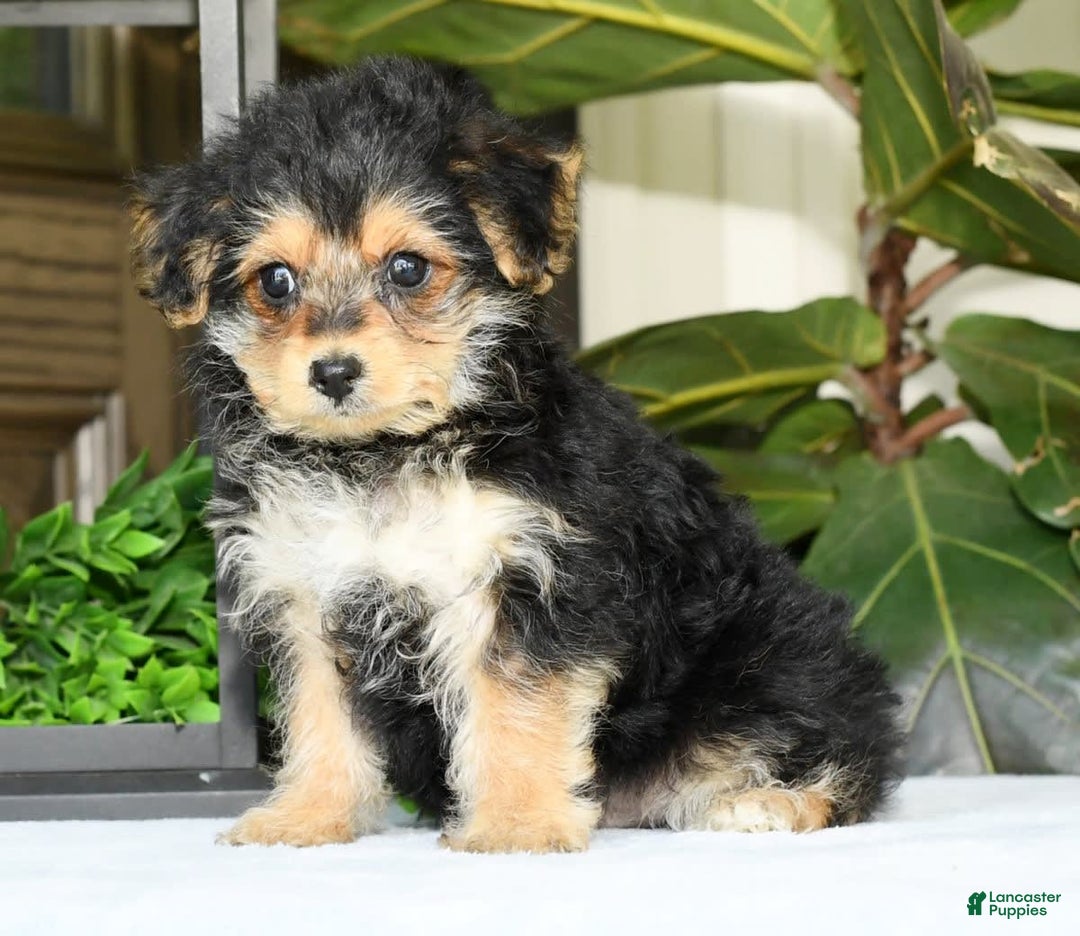 Yochon dogs for sale: Ricky - Ad 3