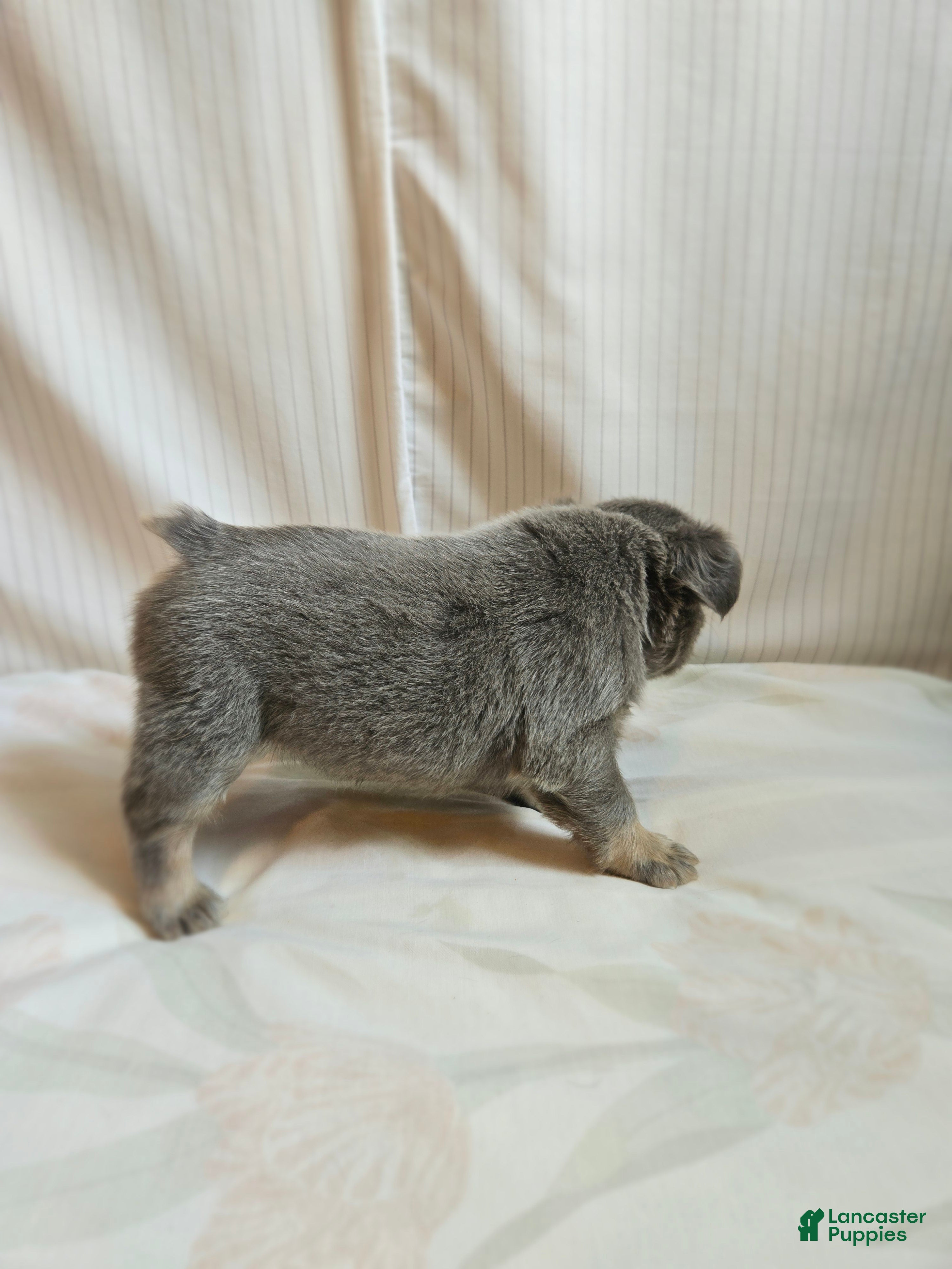 French Bulldog dogs for sale: Athena - Ad 5