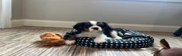 Cavalier King Charles Spaniel dogs for sale: Cavalier King Charles Spaniel Puppy 2 - Ad 4