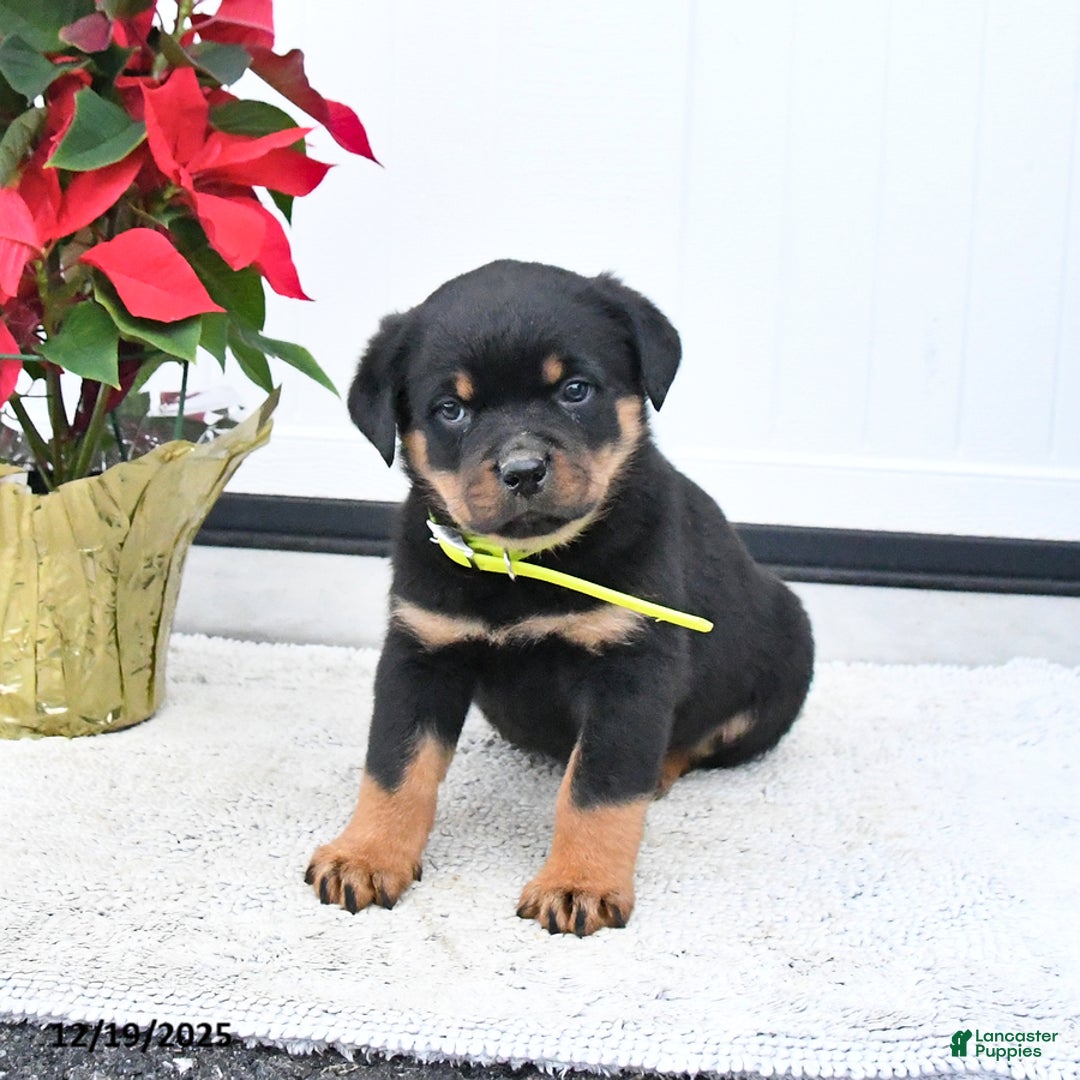 Rottweiler dogs for sale: Tango - Ad 2