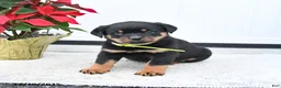 Rottweiler dogs for sale: Tango - Ad 5