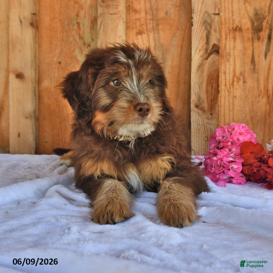 Mixed Breed dogs Allie - Ad 2