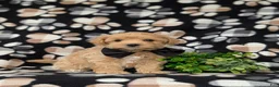 Maltipoo dogs for sale: Ryce 6 lbs Full Grown - Ad 3