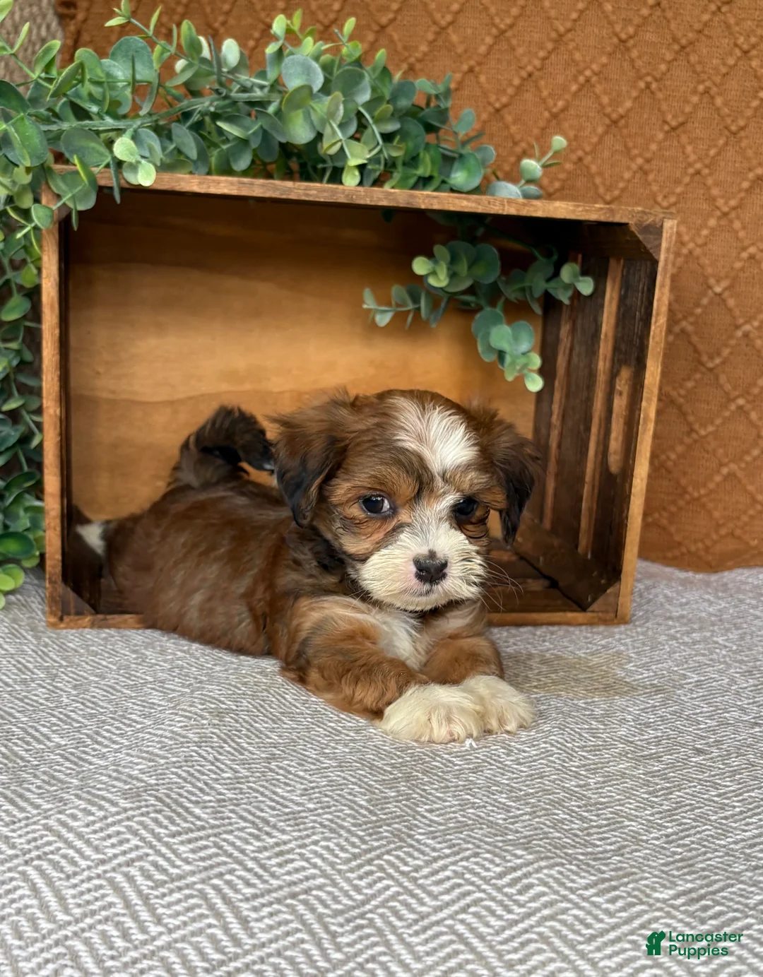 Havanese dogs for sale: Avery - Ad 2