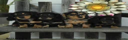 Miniature Dachshund dogs for sale: Winter - Ad 3