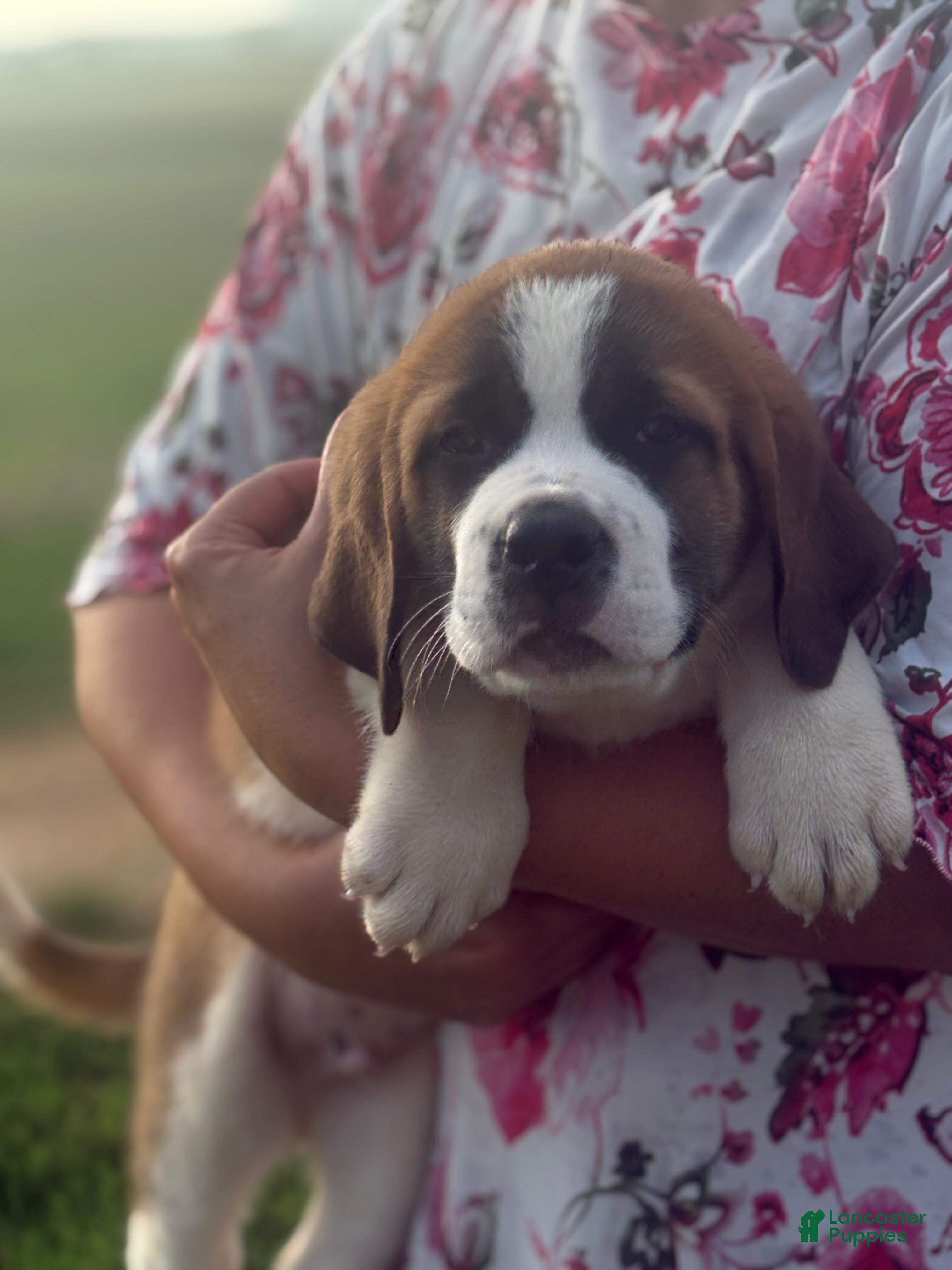 Saint Bernard dogs Rex - Ad 1