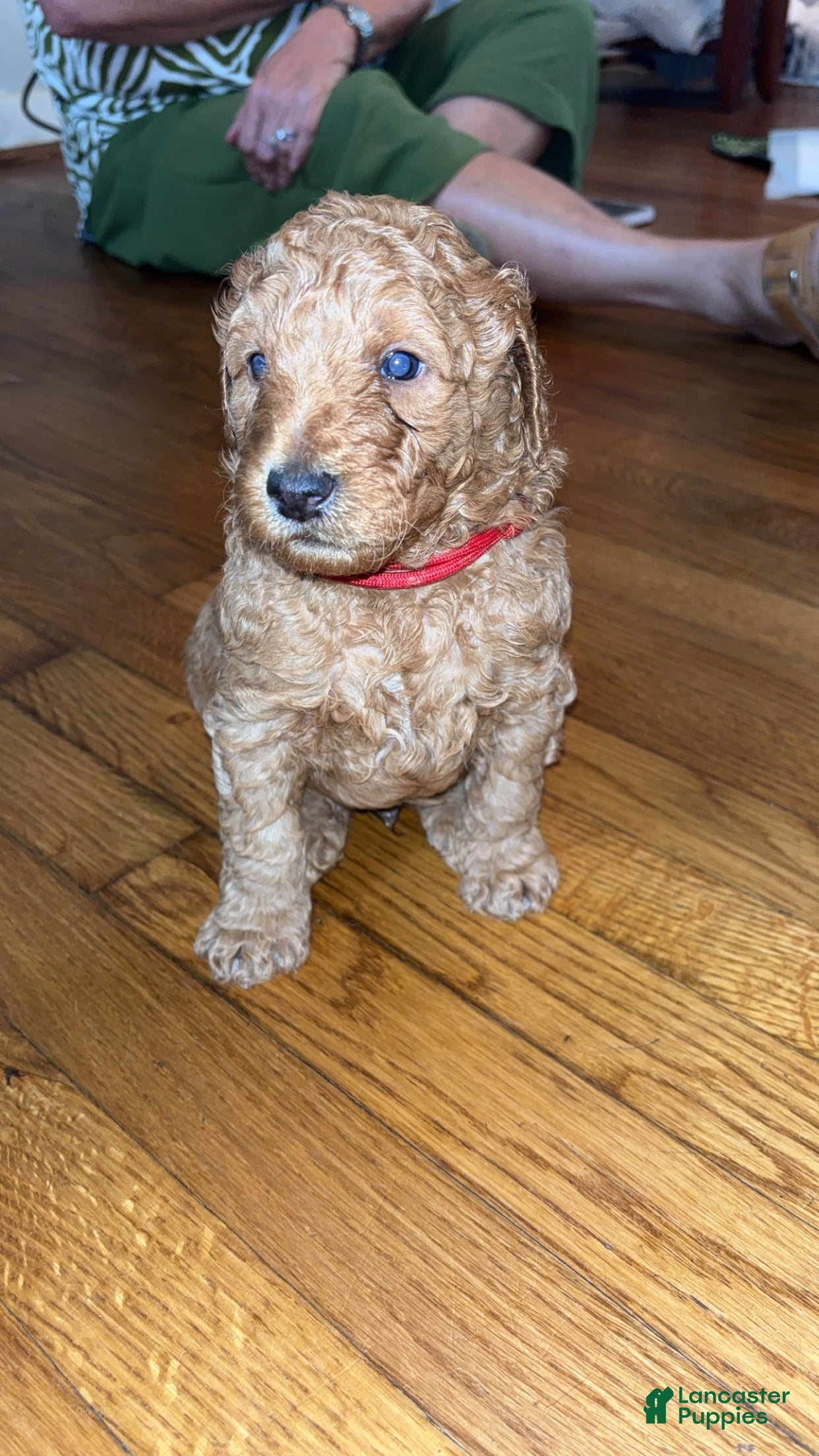 Goldendoodle dogs Goldendoodle 1 - Ad 34