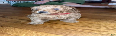 Goldendoodle 1