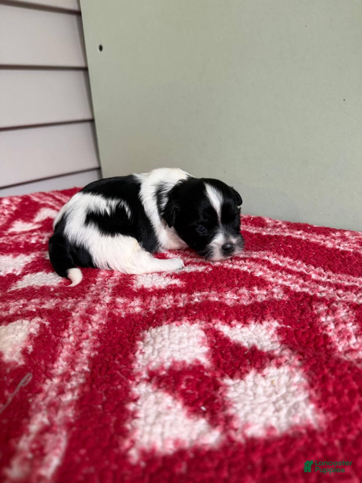 Mixed Breed dogs for sale: Panda - Ad 10