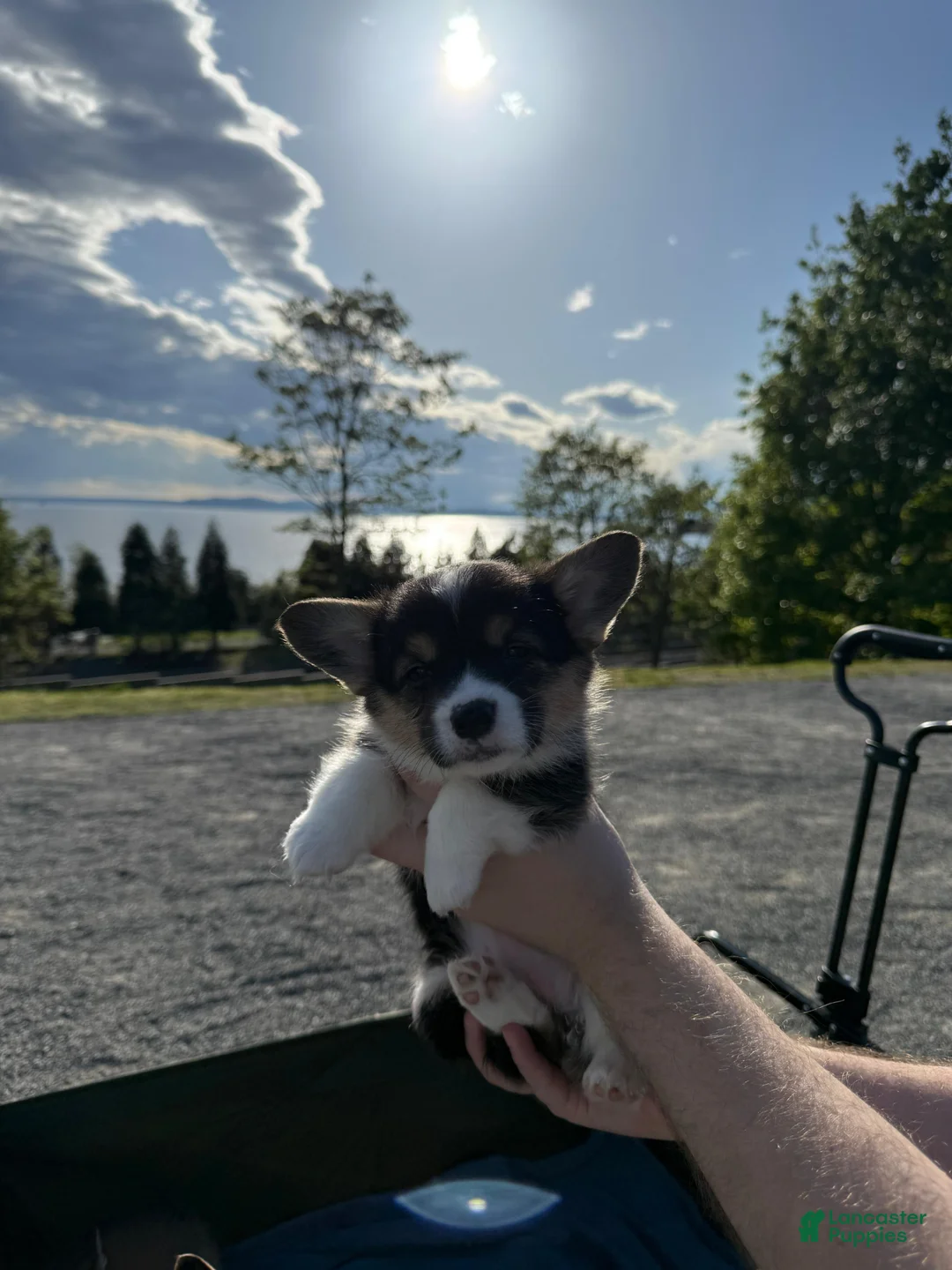 Welsh Corgi Pembroke dogs for sale: Female Welsh Corgi Pembroke Puppy - Black/Tri - Ad 2