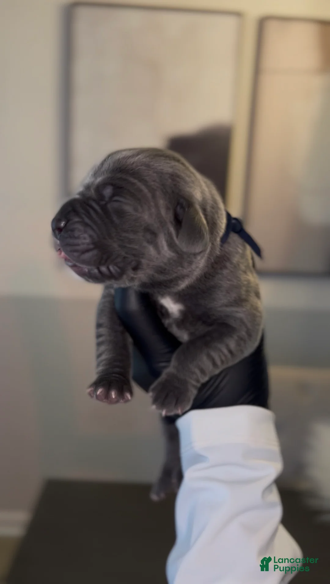Cane Corso dogs for sale: Rebel  - Ad 1