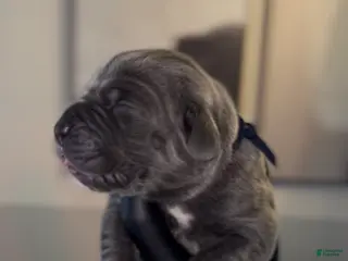 Cane Corso dogs for sale: Rebel - Ad 2