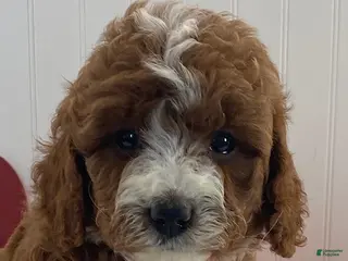 Cavapoo dogs Daisy - Ad 13