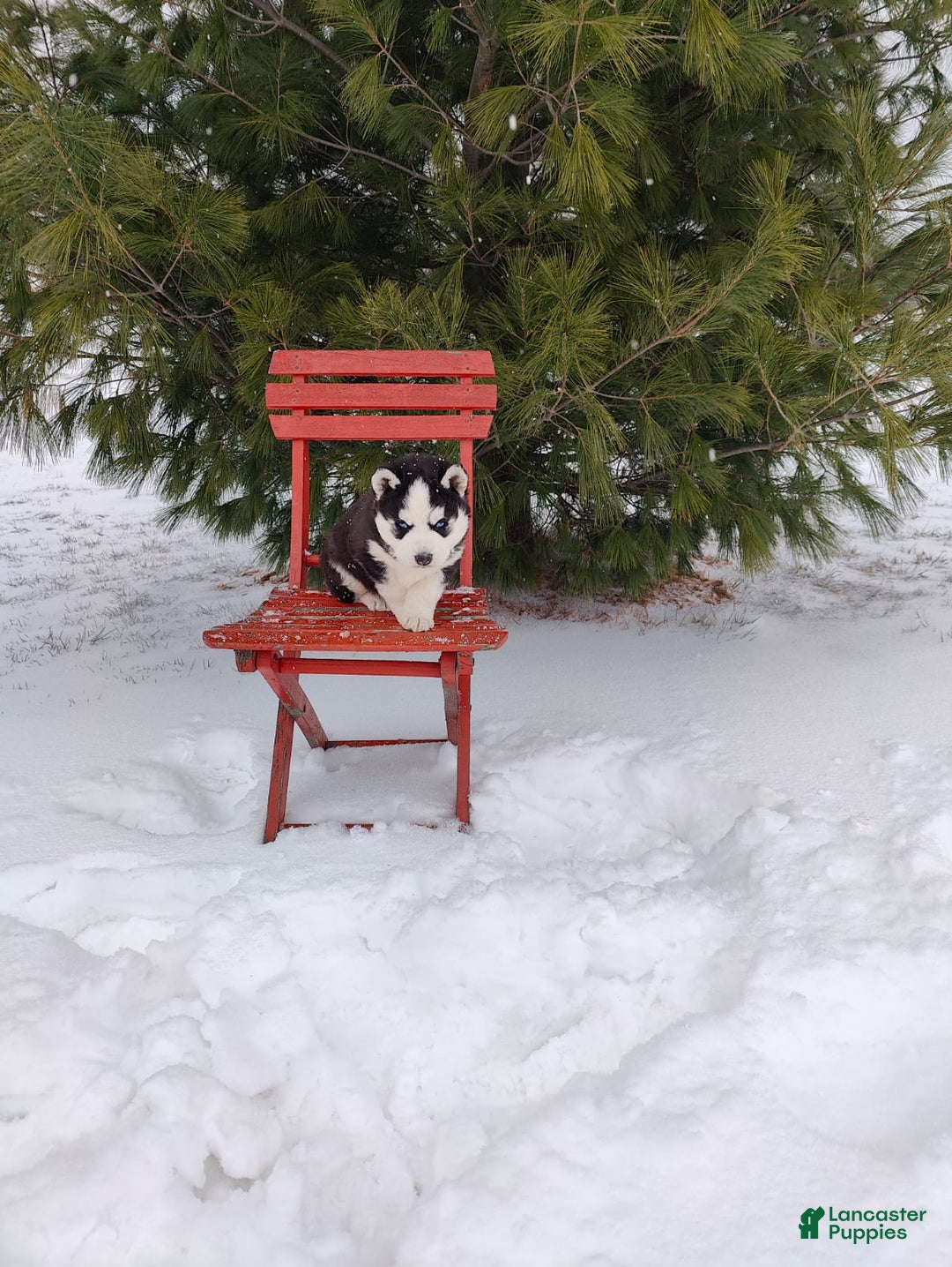 Siberian Husky dogs for sale: Prince Caspian - Ad 1