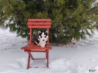 Siberian Husky dogs Prince Caspian - Ad 7